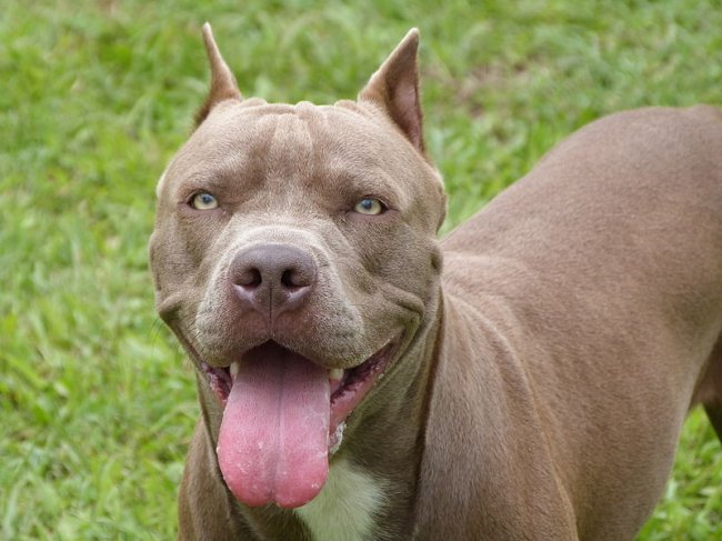 Most Dangerous And Aggressive Dog Breeds In The World