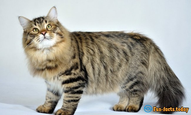 Top 20 The Most Popular Breeds Of Cats.