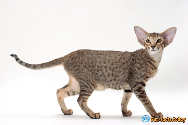 Top 20 The Most Popular Breeds Of Cats.