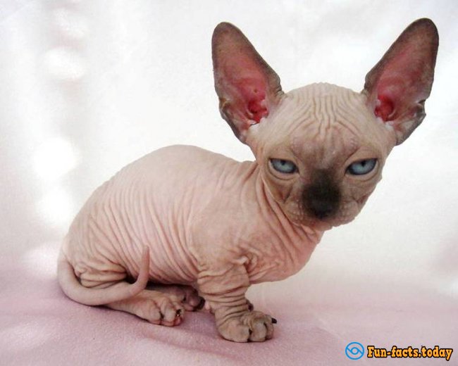 The Smallest Cat Breeds. Top 10