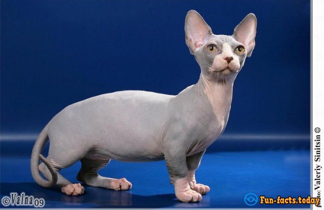 The Smallest Cat Breeds. Top 10