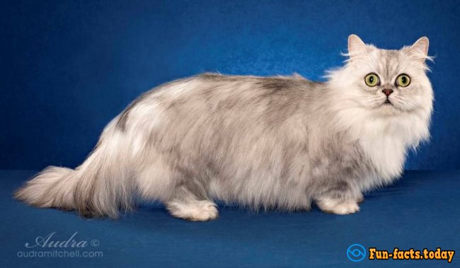 The Smallest Cat Breeds. Top 10