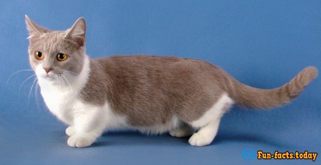 The Smallest Cat Breeds. Top 10