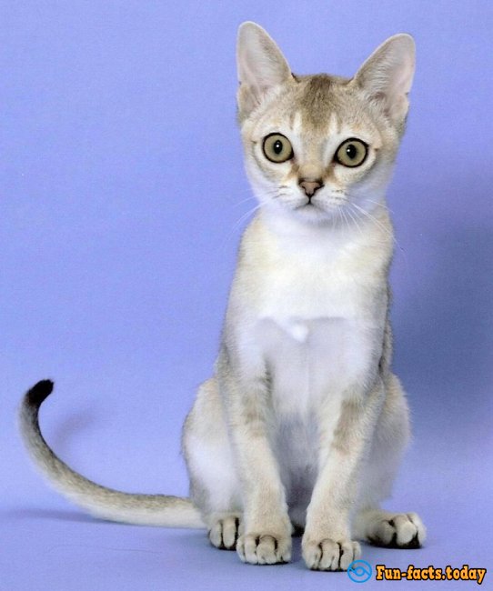 The Smallest Cat Breeds. Top 10