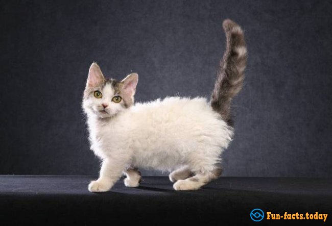 The Smallest Cat Breeds. Top 10