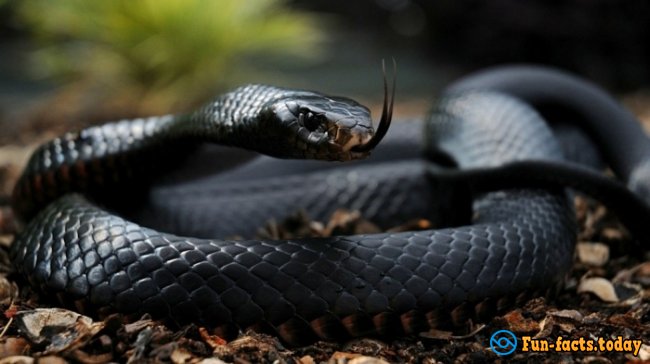 Seven Most Dangerous Poisonous Snakes Of The Planet