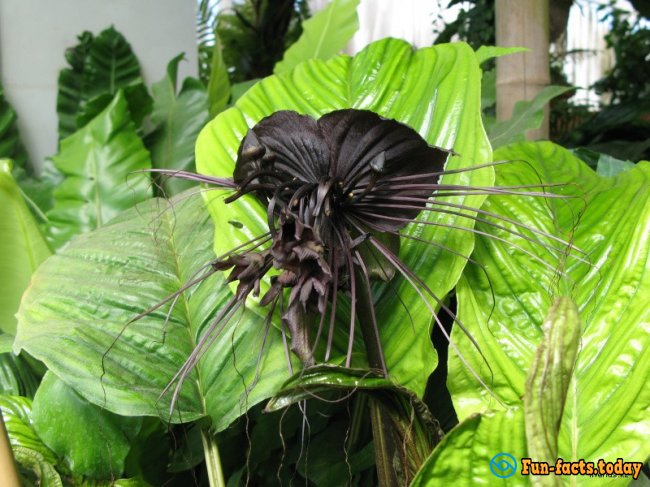 12 Most Horrible Plants On The Planet