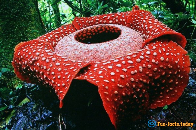 12 Most Horrible Plants On The Planet