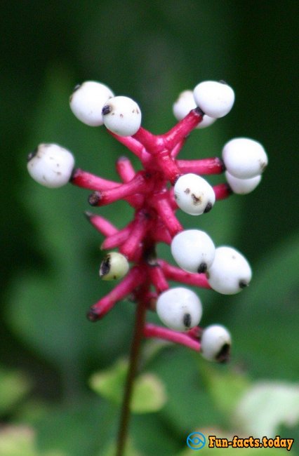 12 Most Horrible Plants On The Planet