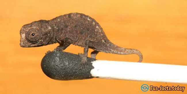 German Biologists Have Discovered A Microscopic Kind Of The Chameleon