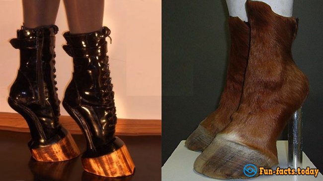 Lady GaGa Choice: Shoes From Animal Carcasses