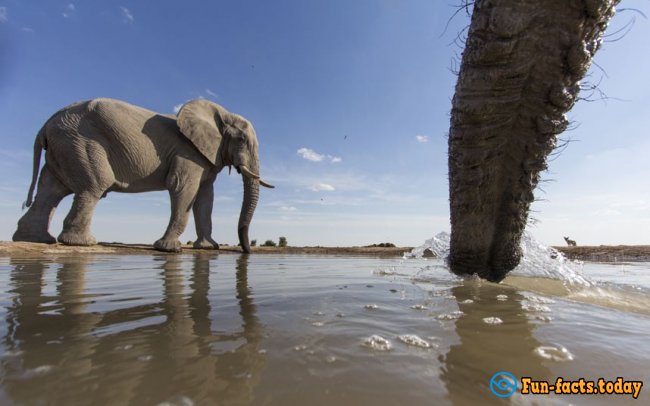 The Craziest Facts About Elephants