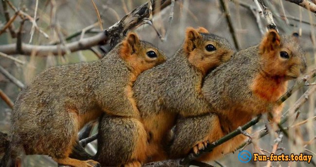 The Craziest Facts About Squirrels