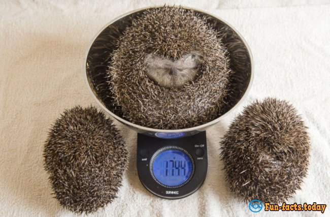 Fatso Hedgehog Was Placed In The Clinic For Weight Loss