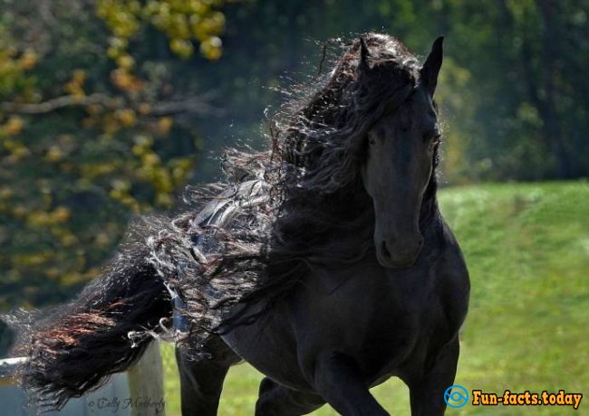 Friedrich - The Most Beautiful Horse In The World