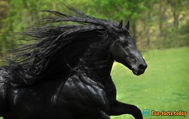 Friedrich - The Most Beautiful Horse In The World