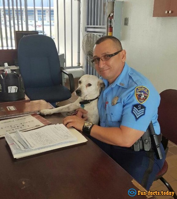 In Puerto Rico, Homeless Dog Found Job At The Police Station