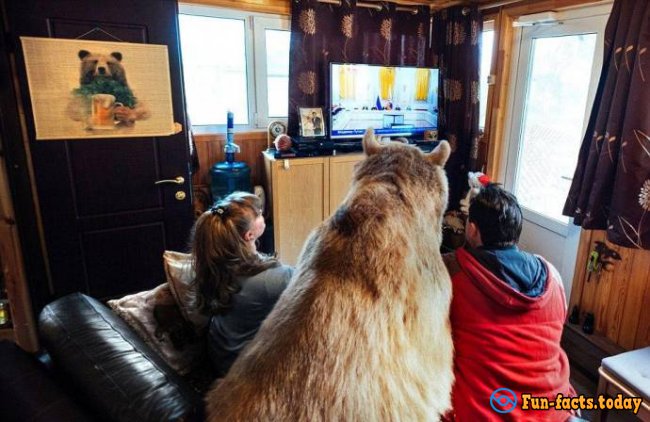 Bear Stepa And His Unusual Life With Russian Family - Video