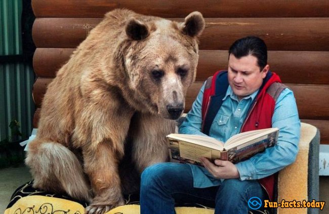 Bear Stepa And His Unusual Life With Russian Family - Video