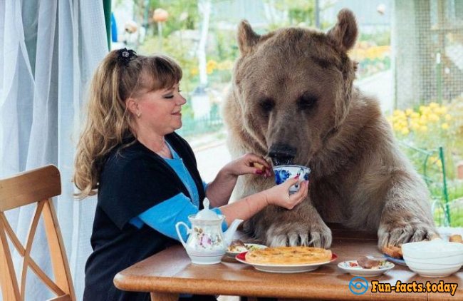 Bear Stepa And His Unusual Life With Russian Family - Video