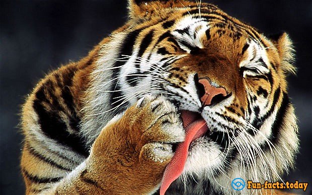 The Craziest Facts About Tigers