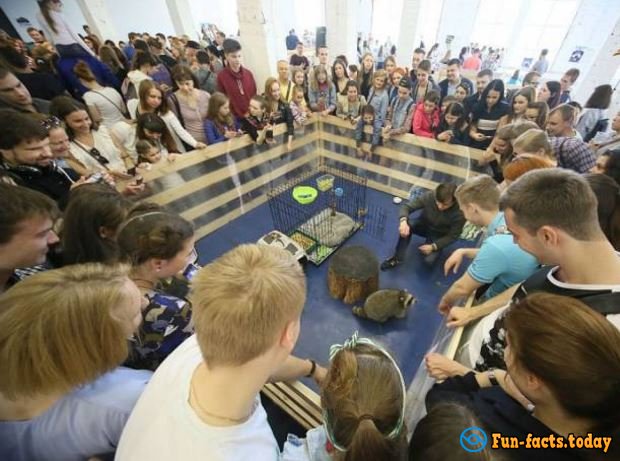 The Cutest Pictures Of Raccoons  From Festival in St. Petersburg