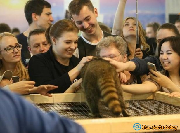 The Cutest Pictures Of Raccoons  From Festival in St. Petersburg