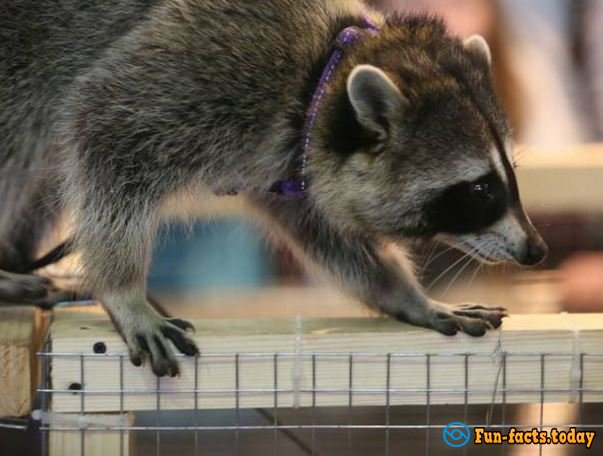The Cutest Pictures Of Raccoons  From Festival in St. Petersburg