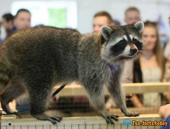 The Cutest Pictures Of Raccoons  From Festival in St. Petersburg