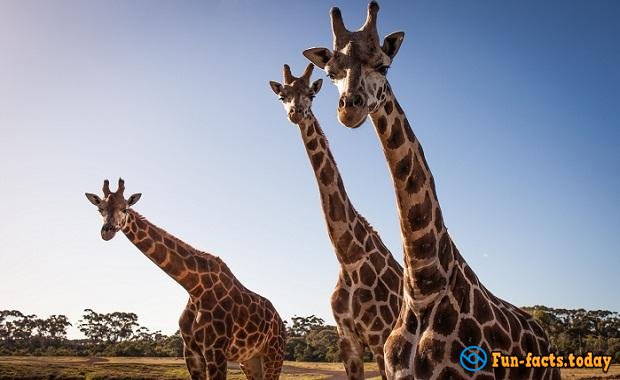 The Craziest Facts About Giraffes