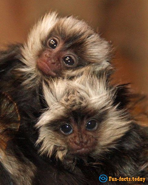 The Cutest Animals Of The World
