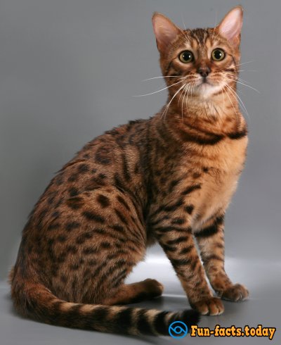 Three Most Desirable Breeds Of Cats