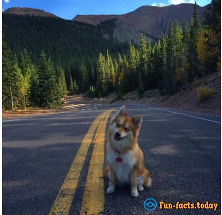 The New Star Of Instagram: Dog Which Looks Like a Blue-Eyed Fox