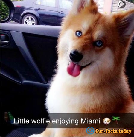 The New Star Of Instagram: Dog Which Looks Like a Blue-Eyed Fox