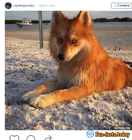 The New Star Of Instagram: Dog Which Looks Like a Blue-Eyed Fox