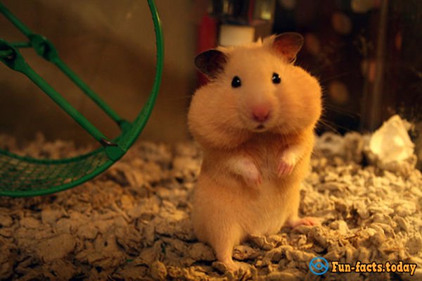 The Most Amazing Facts About Hamsters