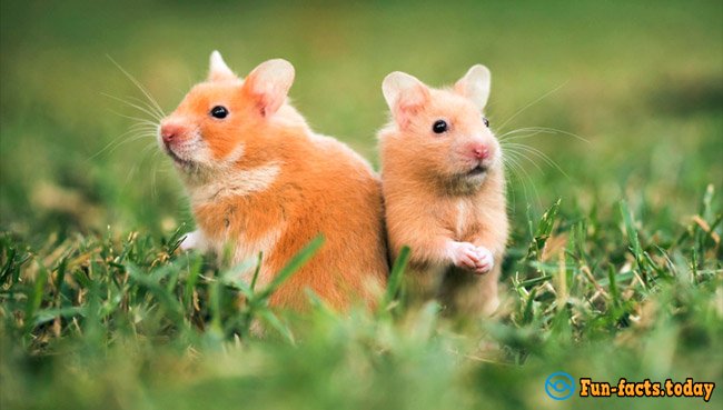 The Most Amazing Facts About Hamsters