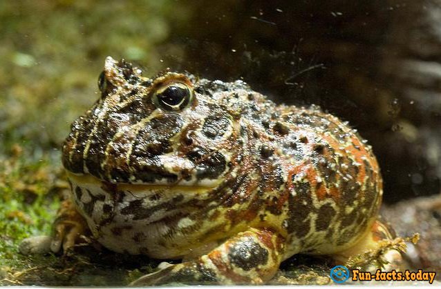 Amazing Facts About The Goliath Frogs