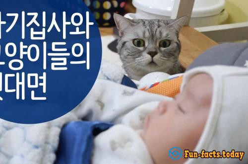 A Baby Appeared In the House Where Five Cats Live. VIDEO