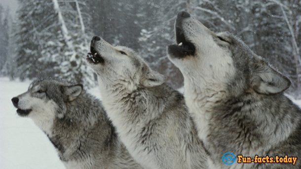 Awesome Facts About Wolves