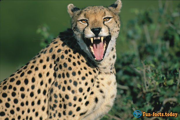 Awesome Facts About Cheetahs