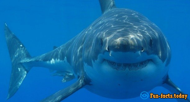 The Craziest Facts About Sharks