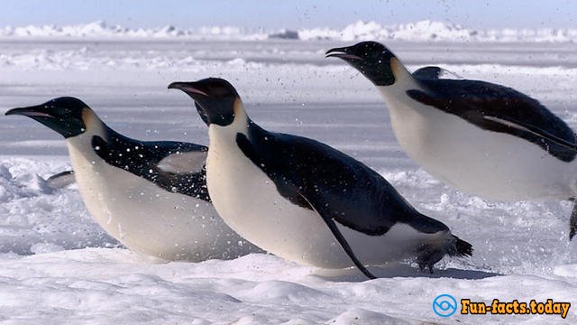 Fun Facts About Penguins