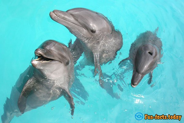 Interesting Facts About Dolphins