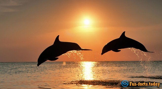 Interesting Facts About Dolphins