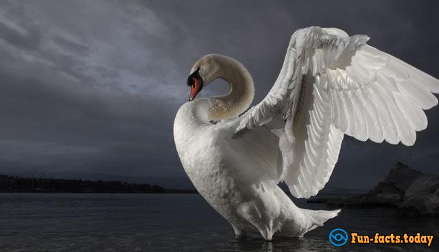 Crazy Facts About Swans