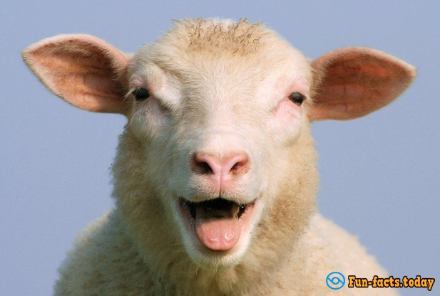 Fun Facts About Sheep