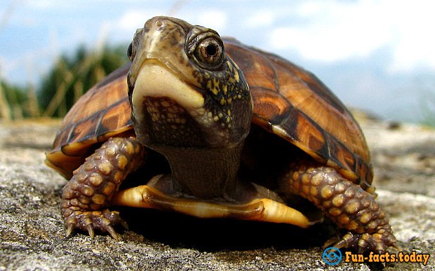 Interesting Facts About Turtles