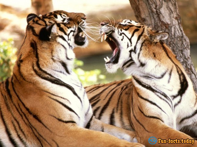 The Craziest Facts About Tigers