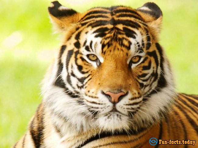 The Craziest Facts About Tigers